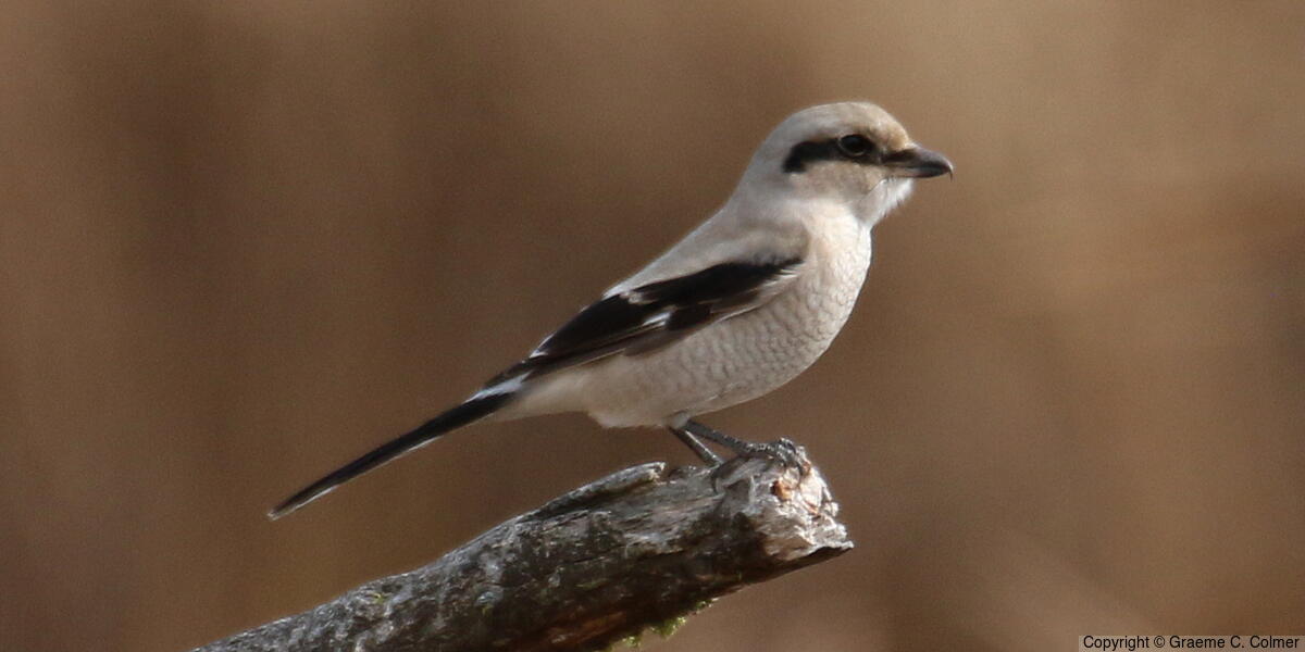 Northern Shrike (Lanius borealis) - Immature