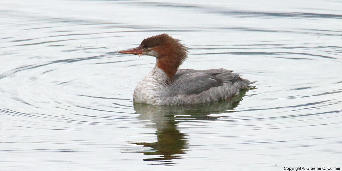 Common Merganser (Mergus merganser) - Adult female