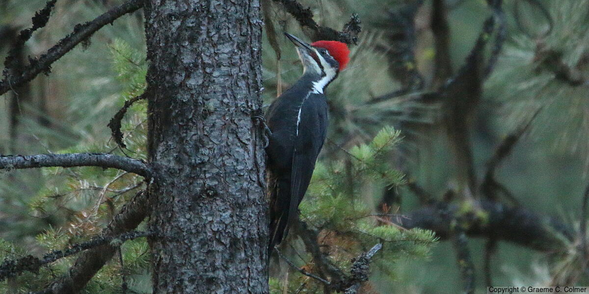Pileated Woodpecker (Dryocopus pileatus) - Adult male