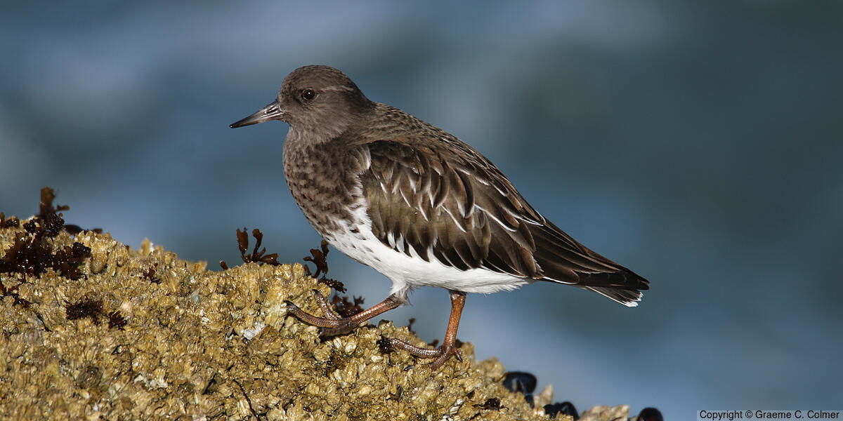 Black Turnstone (Arenaria melanocephala) - Non-breeding adult/immature