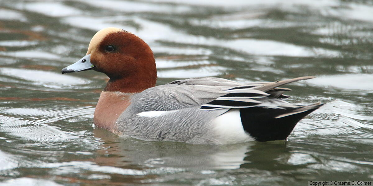 Eurasian Wigeon (Mareca penelope) - Eurasian Wigeon
