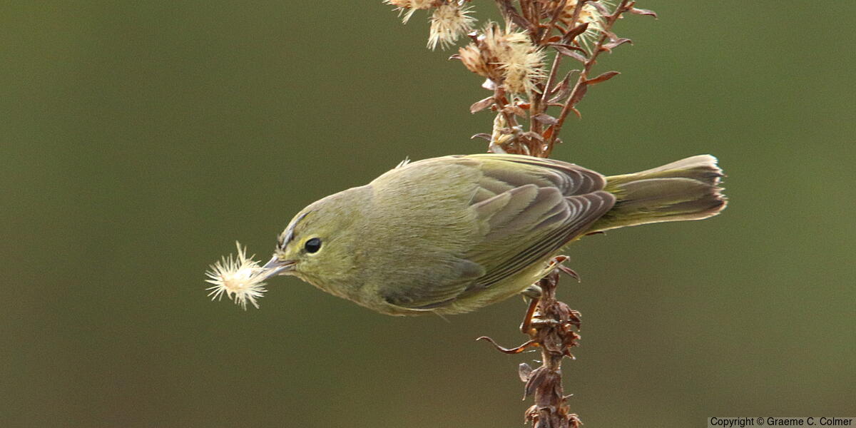 Orange-crowned Warbler (Leiothlypis celata) - Orange-crowned Warbler