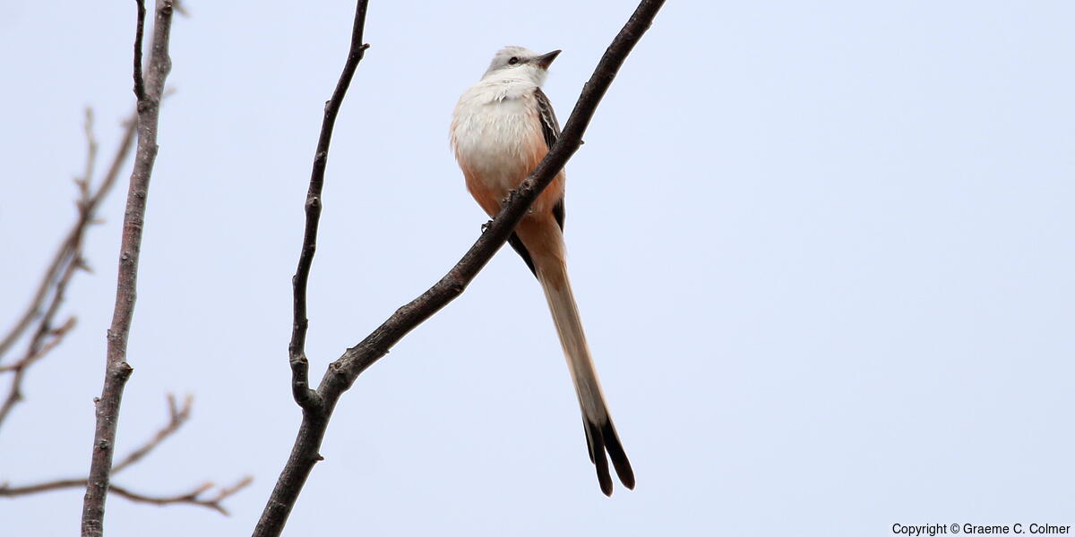 Scissor-tailed Flycatcher (Tyrannus forficatus) - Adult