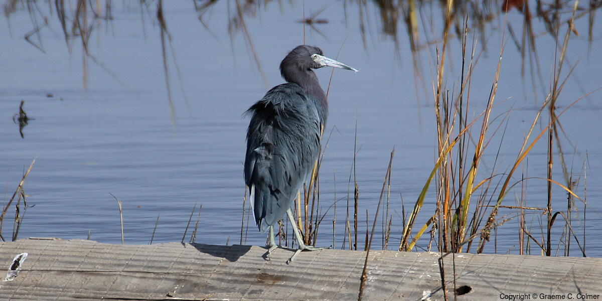 Little Blue Heron (Egretta caerulea) - Little Blue Heron