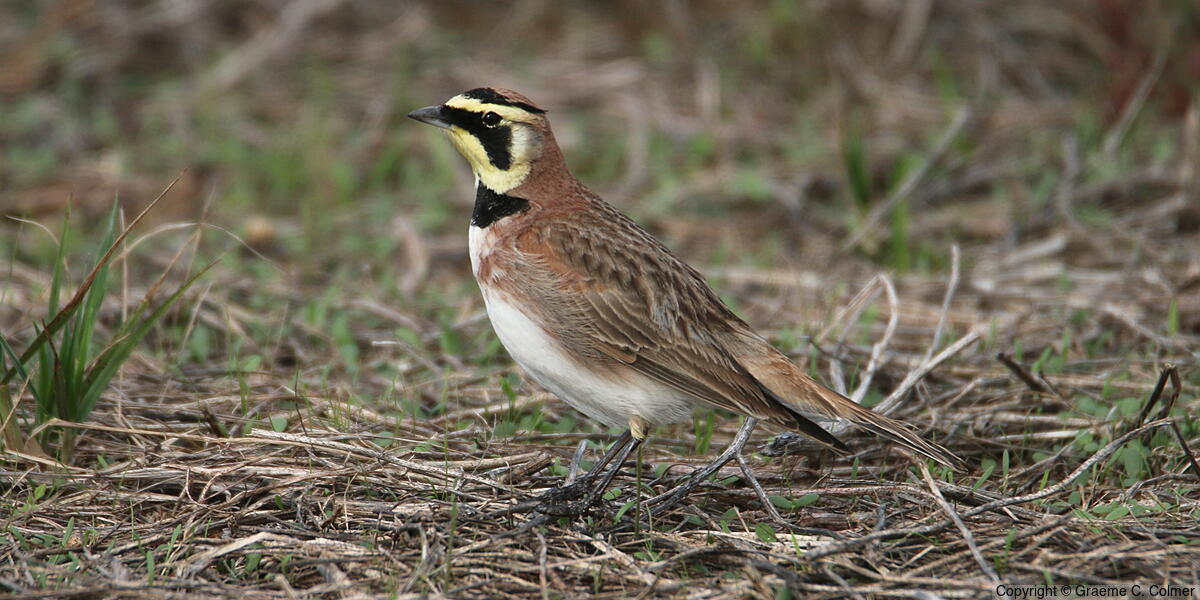 Horned Lark (Eremophila alpestris) - Horned Lark