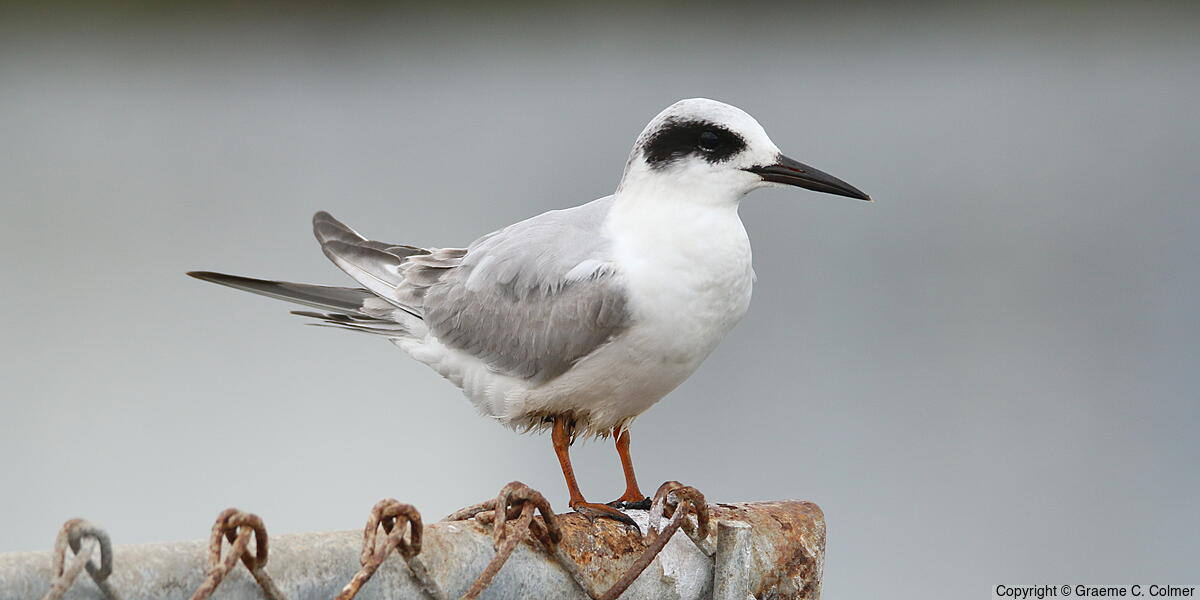 Forster's Tern (Sterna forsteri) - Forster’s Tern