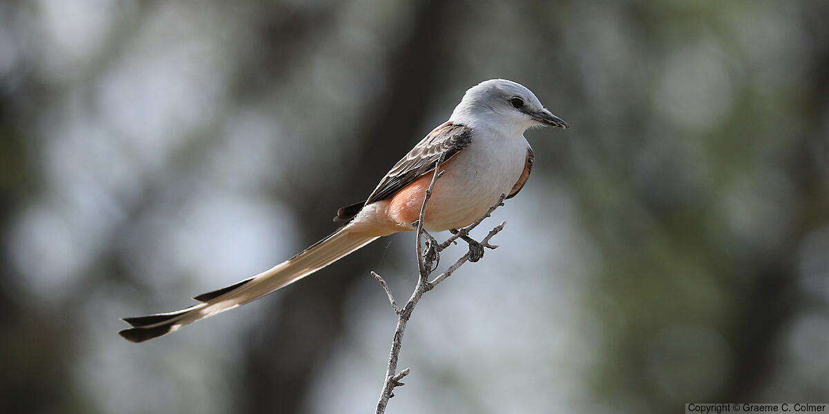 Scissor-tailed Flycatcher (Tyrannus forficatus) - Adult