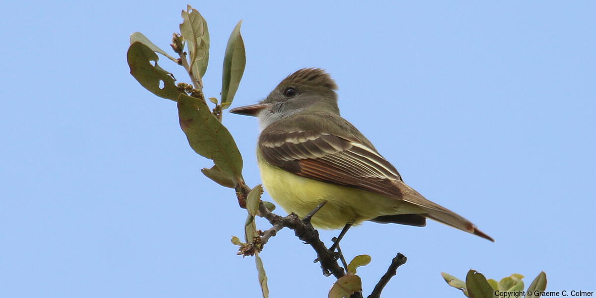 Great Crested Flycatcher (Myiarchus crinitus) - Adult