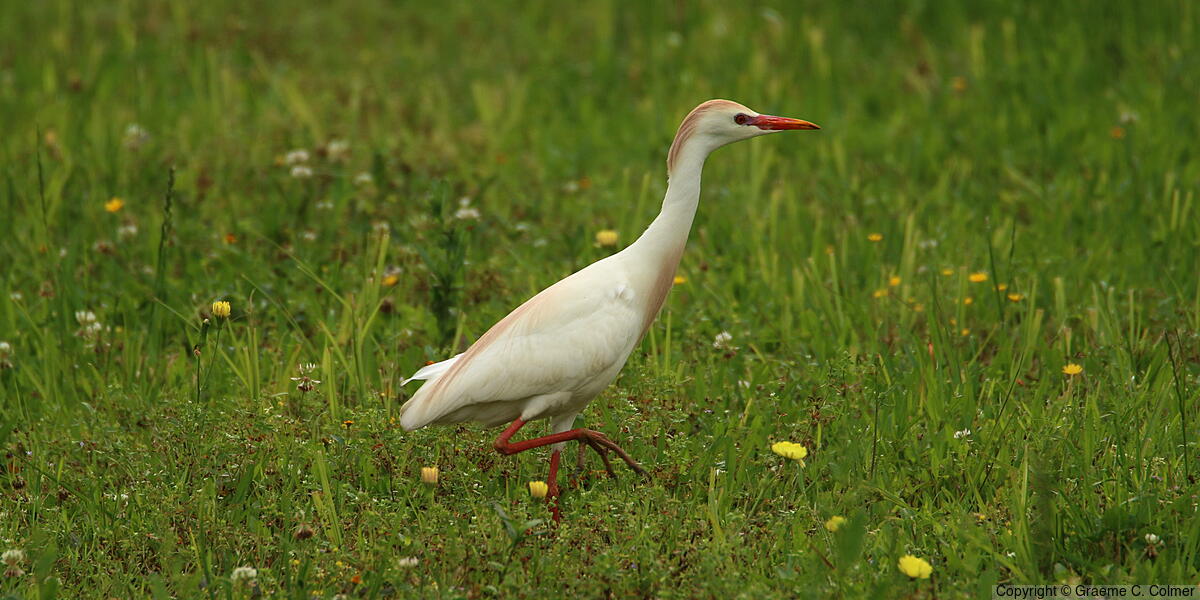 Western Cattle-Egret (Ardea ibis) - Breeding adult