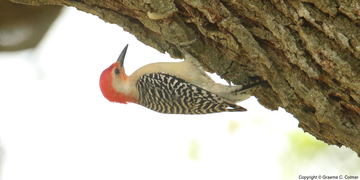 Red-bellied Woodpecker (Melanerpes carolinus) - Adult male