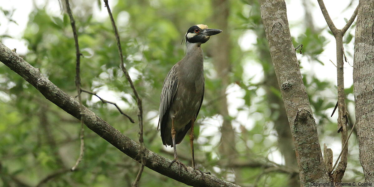 Yellow-crowned Night Heron (Nyctanassa violacea) - Adult