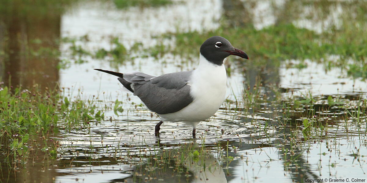 Laughing Gull (Leucophaeus atricilla) - Breeding adult