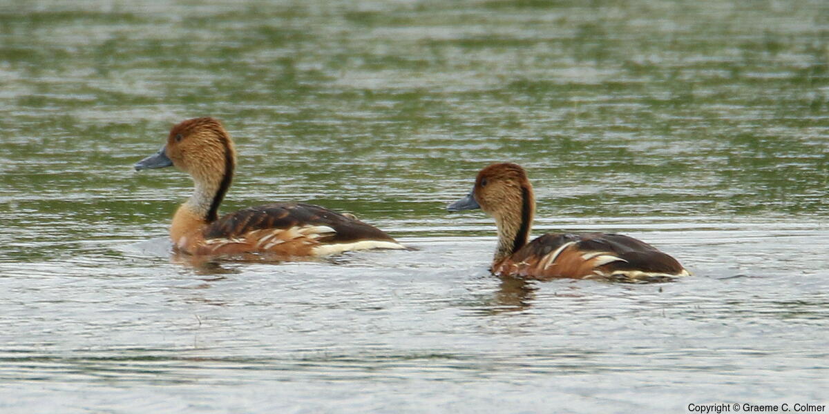 Fulvous Whistling-Duck (Dendrocygna bicolor) - Adults