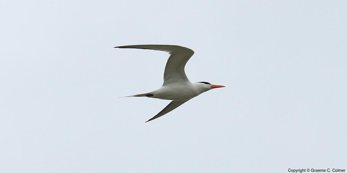 Royal Tern (Thalasseus maximus) - Breeding adult
