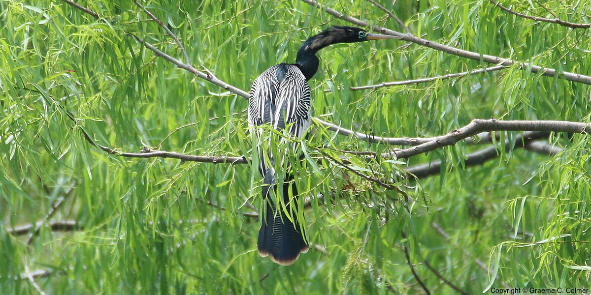 Anhinga (Anhinga anhinga) - Adult male
