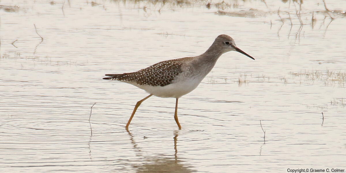 Lesser Yellowlegs (Tringa flavipes) - Adult