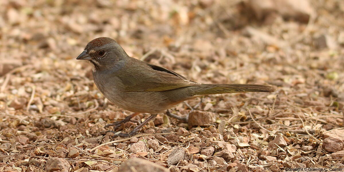Green-tailed Towhee (Pipilo chlorurus) - Adult