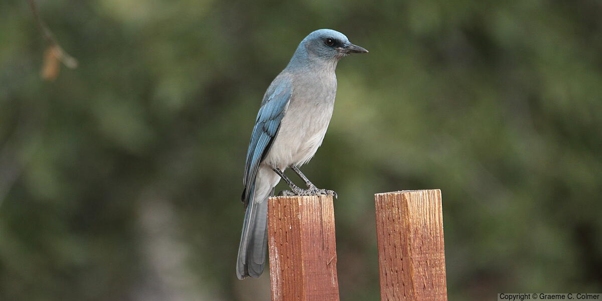Mexican Jay (Aphelocoma wollweberi) - Adult