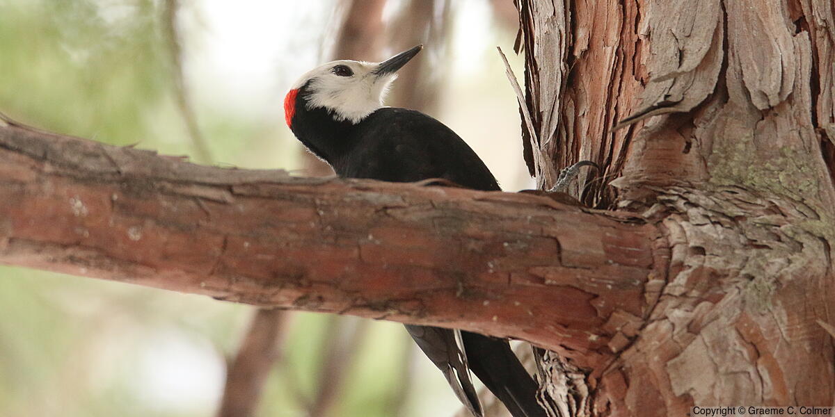 White-headed Woodpecker (Leuconotopicus albolarvatus) - Adult male