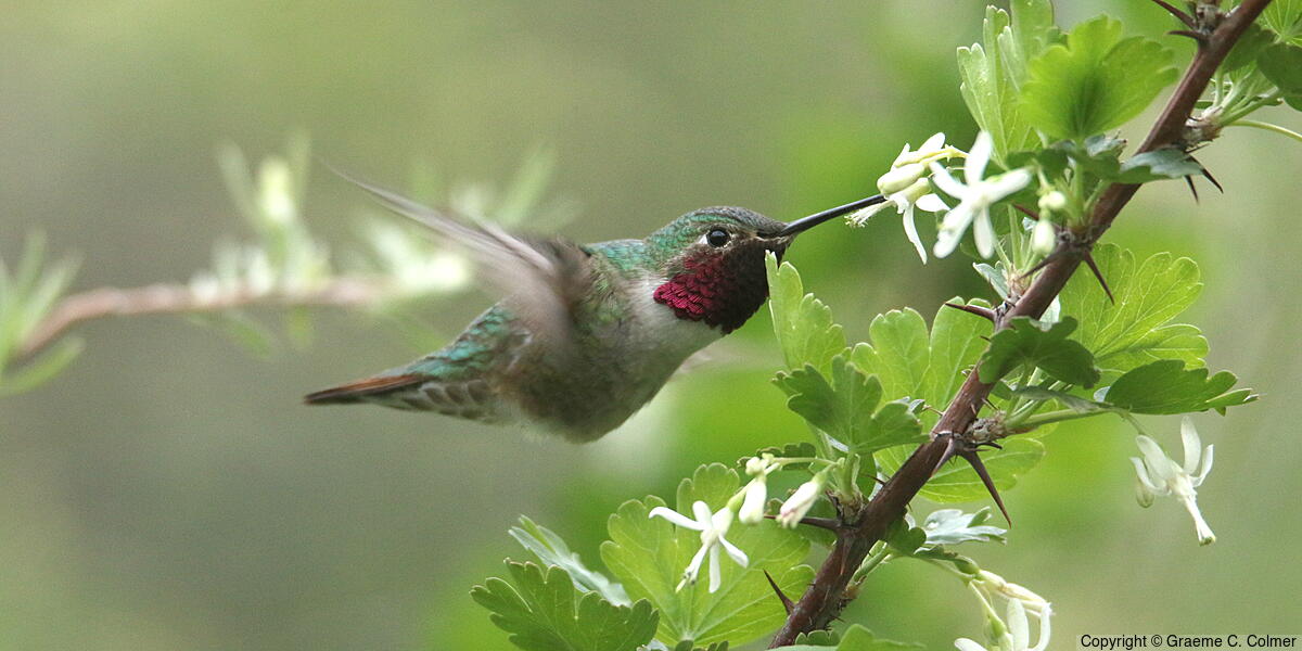 Broad-tailed Hummingbird - Adult male