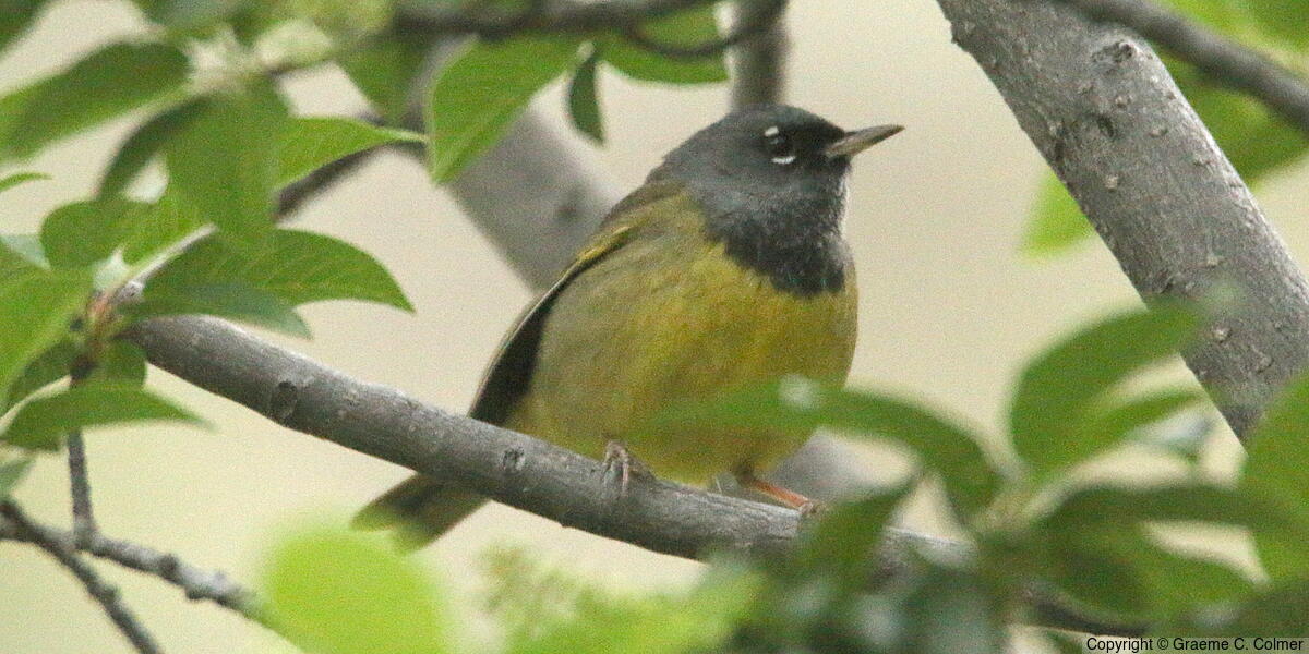 MacGillivray's Warbler (Geothlypis tolmiei) - Adult male