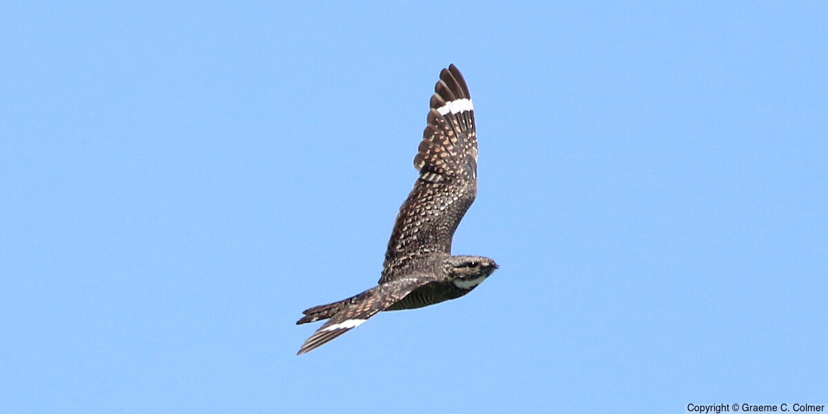 Lesser Nighthawk (Chordeiles acutipennis) - Adult
