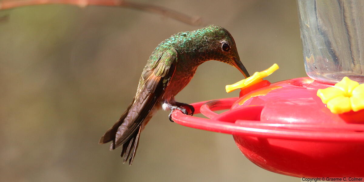 Berylline Hummingbird (Saucerottia beryllina) - Adult