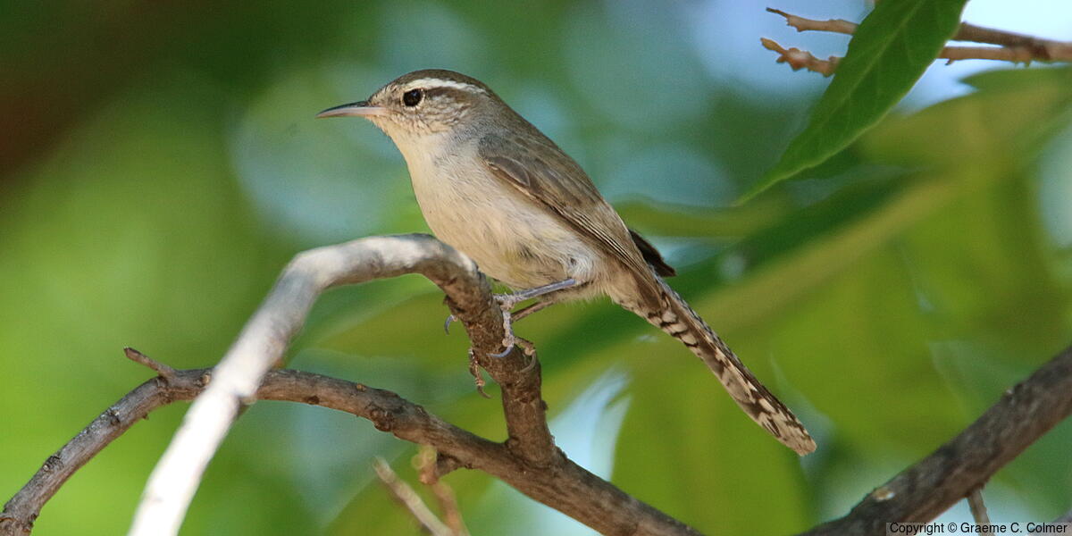 Bewick's Wren (Thryomanes bewickii) - Adult