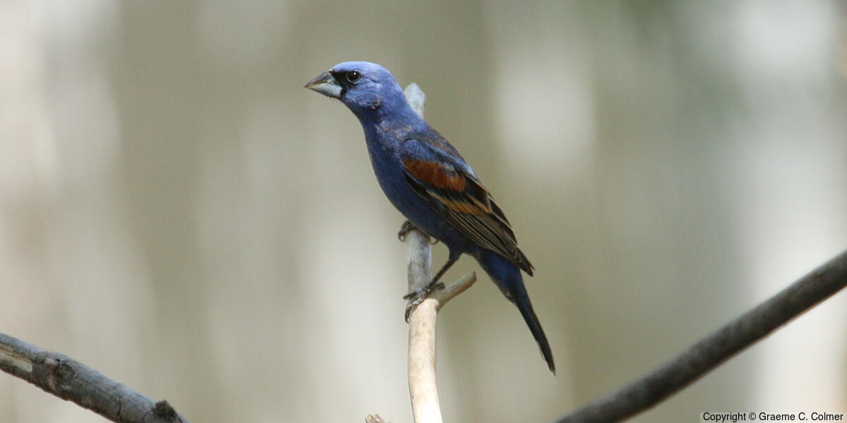 Blue Grosbeak (Passerina caerulea) - Breeding male