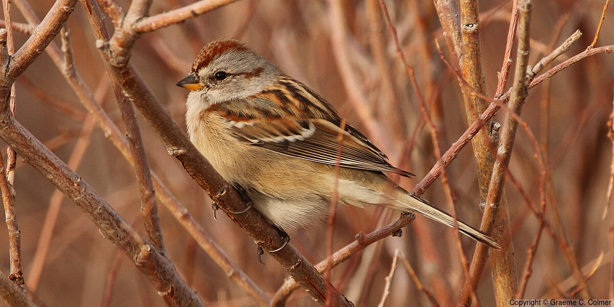 American Tree Sparrow (Spizelloides arborea) - Adult
