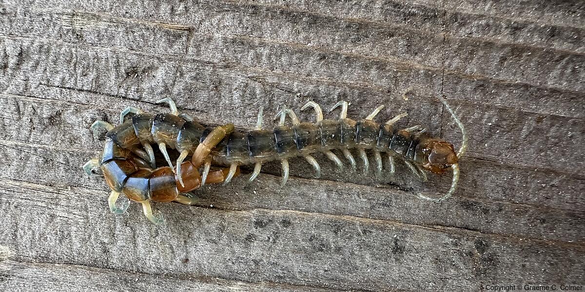 Common Desert Centipede (Scolopendra polymorpha) - Adult