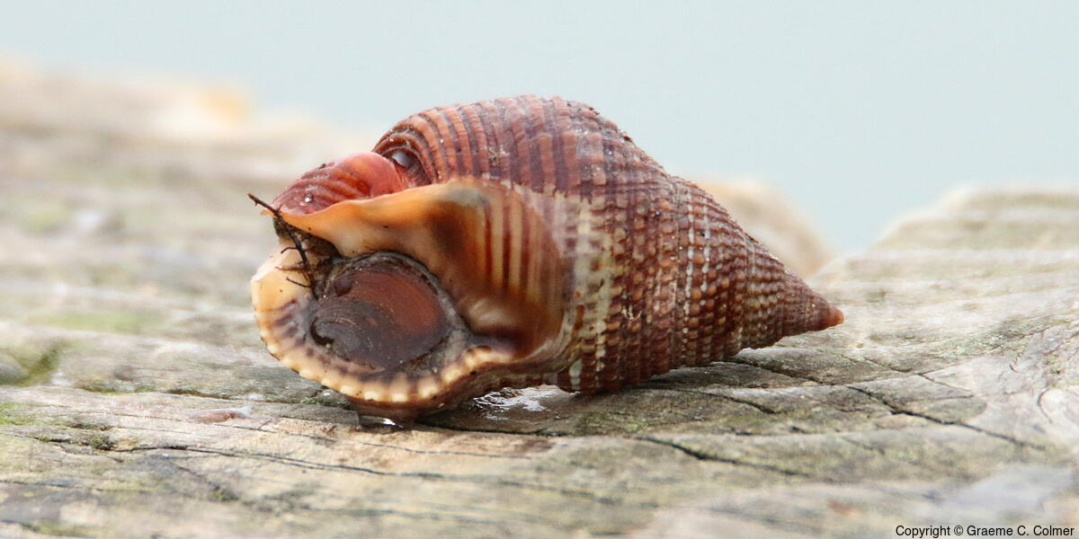 Channeled Nassa (Nassarius fossatus) - Adult