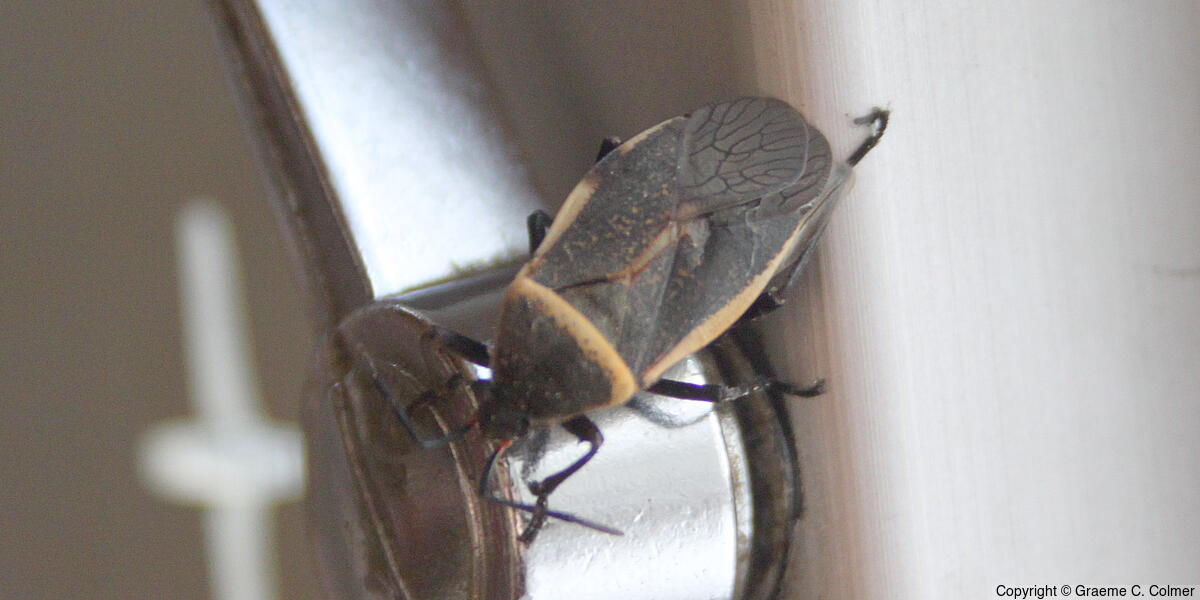 California Bordered Plant Bug (Largus californicus) - Adult