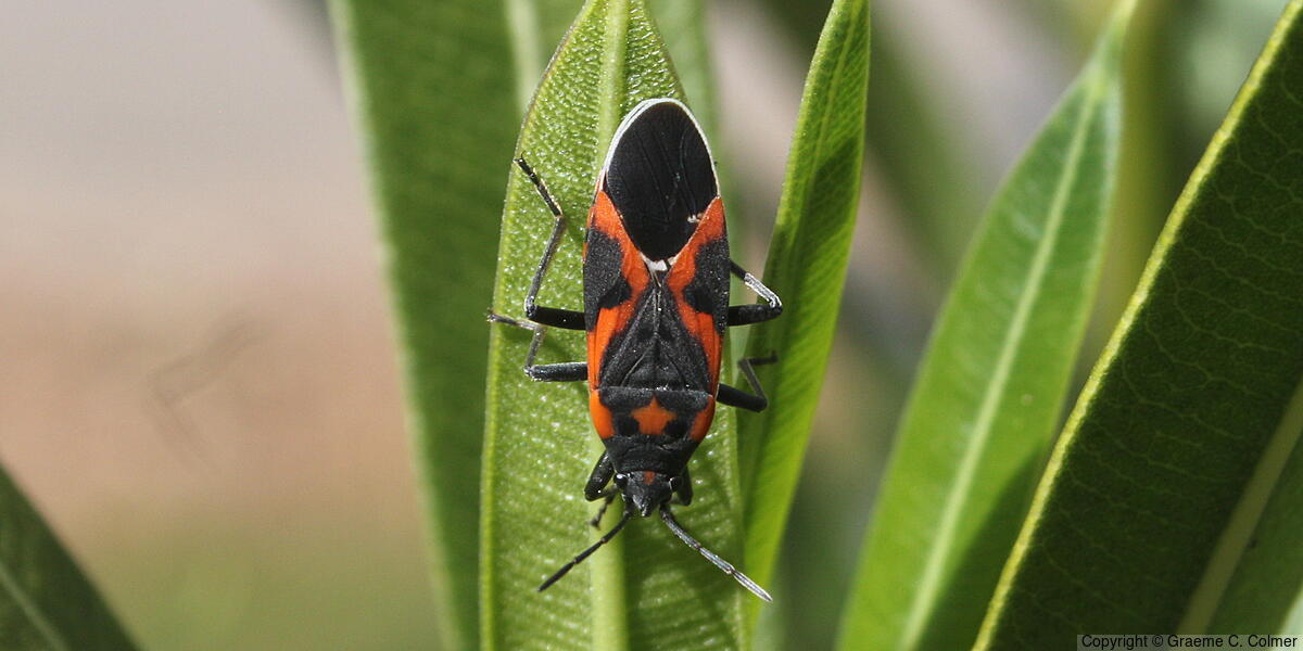Small Milkweed Bug (Lygaeus kalmii) - Adult