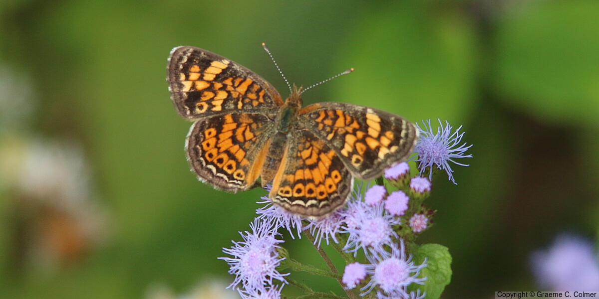 Phaon Crescent (Phyciodes phaon) - Adult