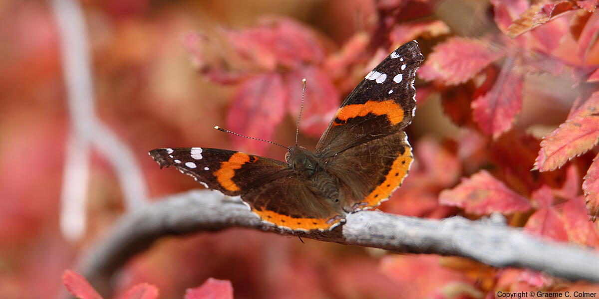 Red Admiral (Vanessa atalanta) - Adult