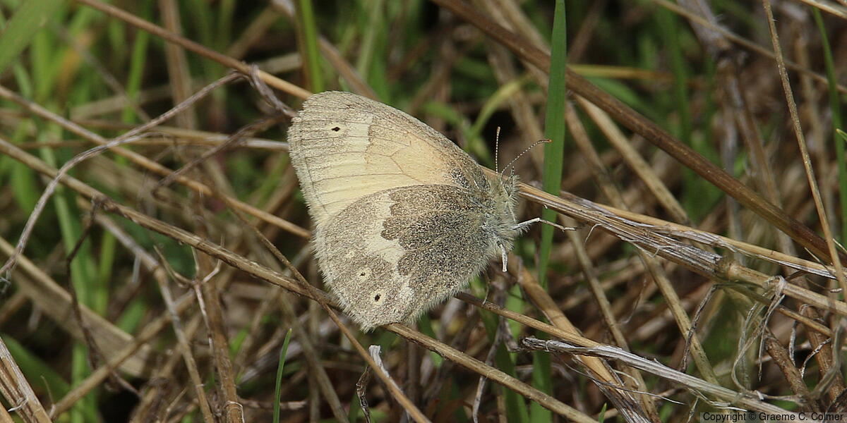 Common Ringlet (Coenonympha tullia) - Adult
