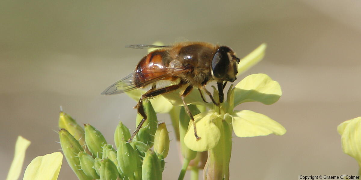 Drone Fly (Eristalis tenax) - Adult