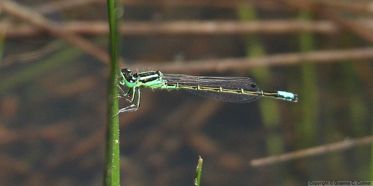 Western Forktail (Ischnura perparva) - Adult