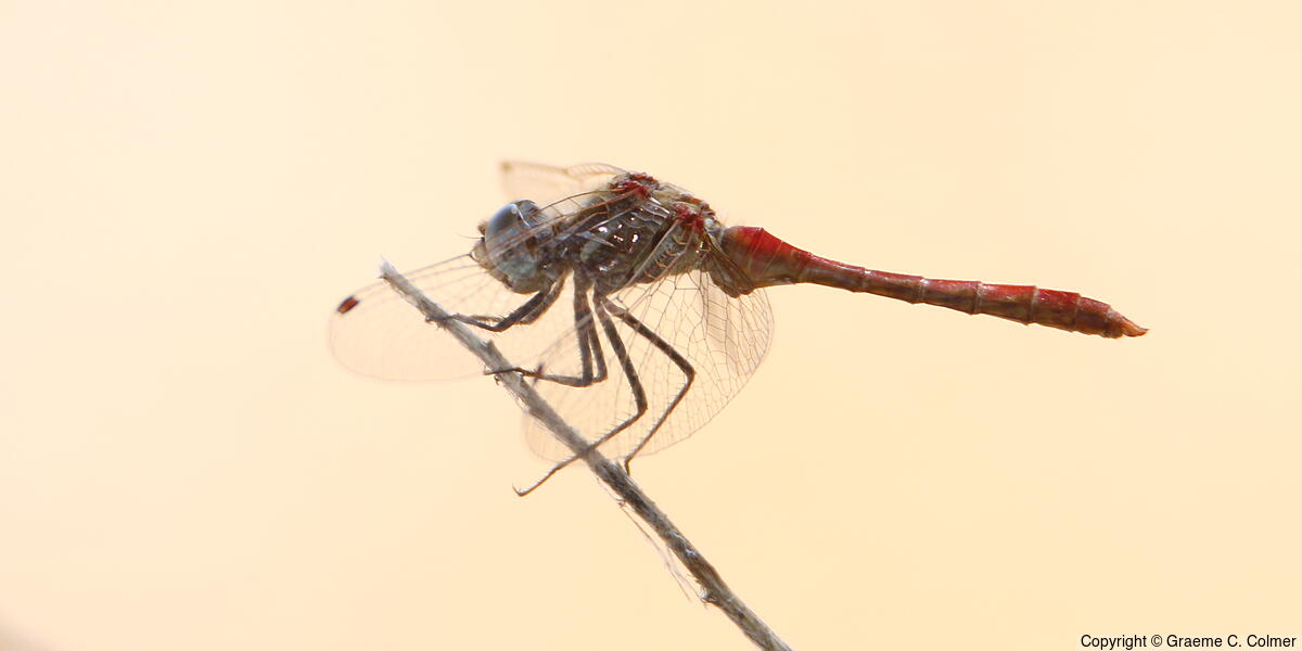Blue-faced Meadowhawk (Sympetrum ambiguum) - Adult