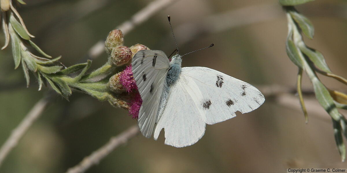 Checkered White (Pontia protodice) - Adult