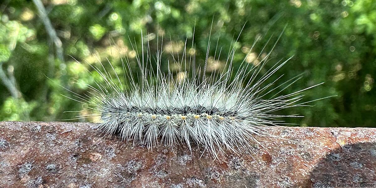 Fall Webworm (Hyphantria cunea) - Caterpillar