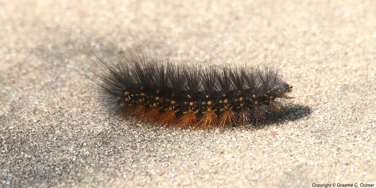 Saltmarsh Caterpillar (Estigmene acrea) - Caterpillar