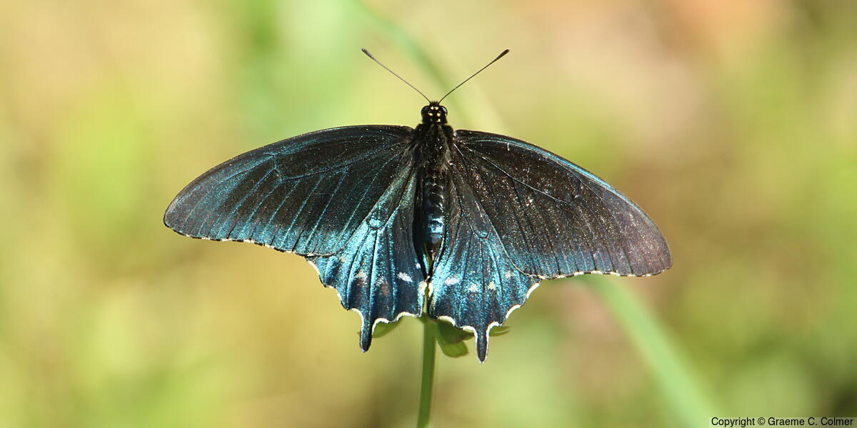 Pipevine Swallowtail (Battus philenor) - Upperside