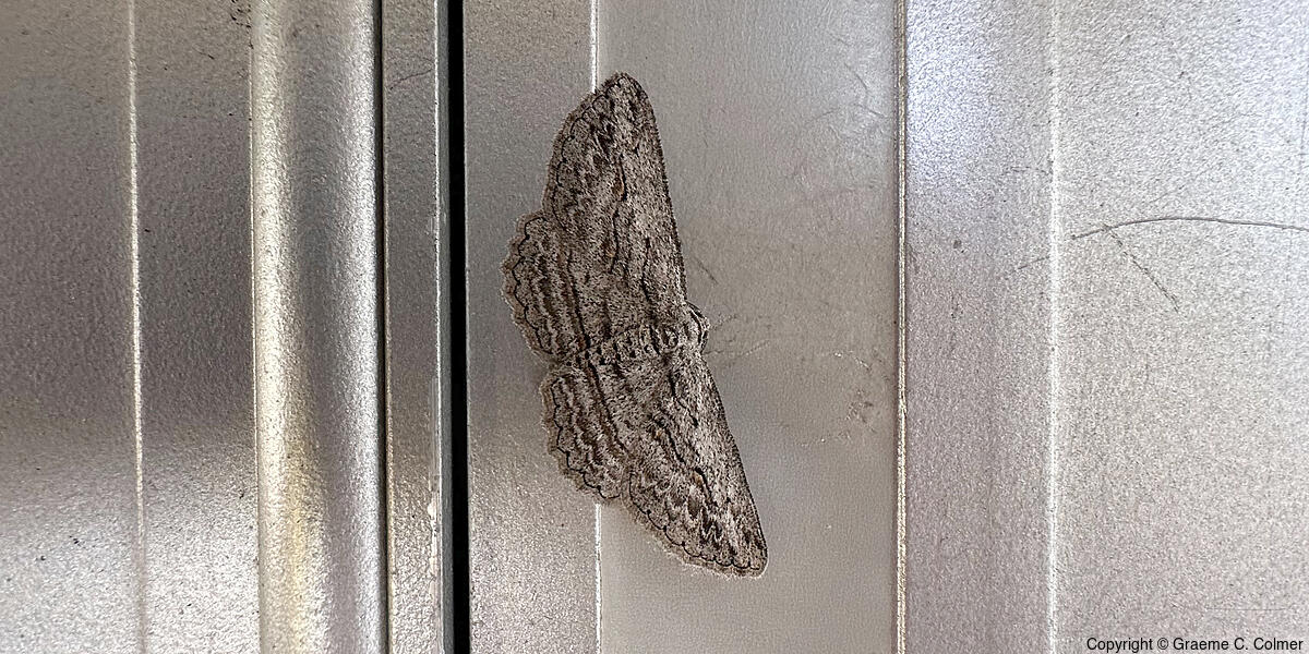 Cranberry Spanworm (Anavitrinella pampinaria) - Adult