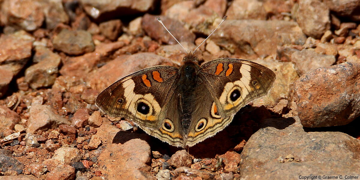 Gray Buckeye (Junonia grisea) - Adult