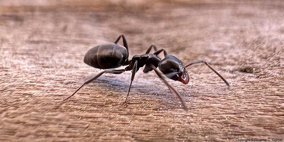 Pine Tree Ant (Liometopum luctuosum) - Adult