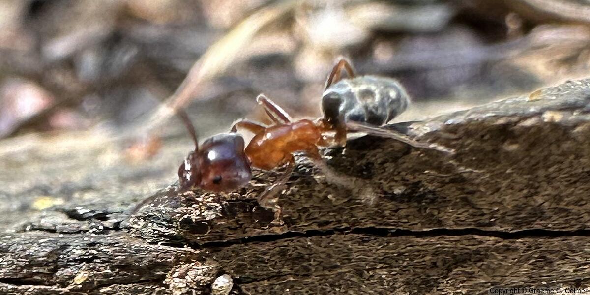 Velvety Tree Ant (Liometopum occidentale) - Adult