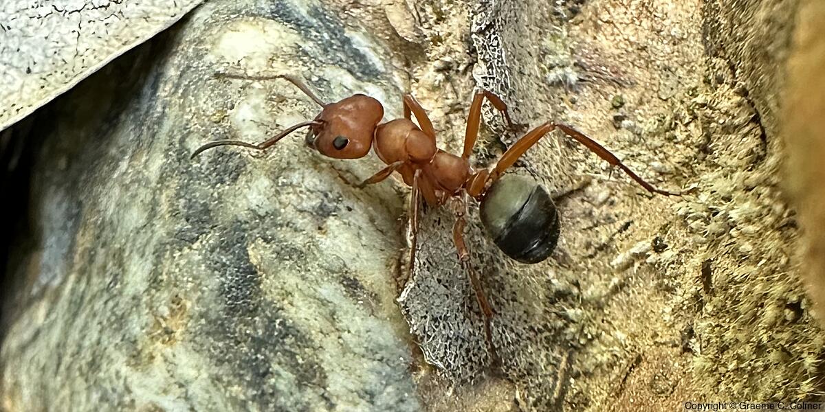 Formica moki - Adult