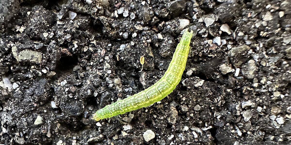 Fruit-tree Leafroller (Archips argyrospilus) - Caterpillar